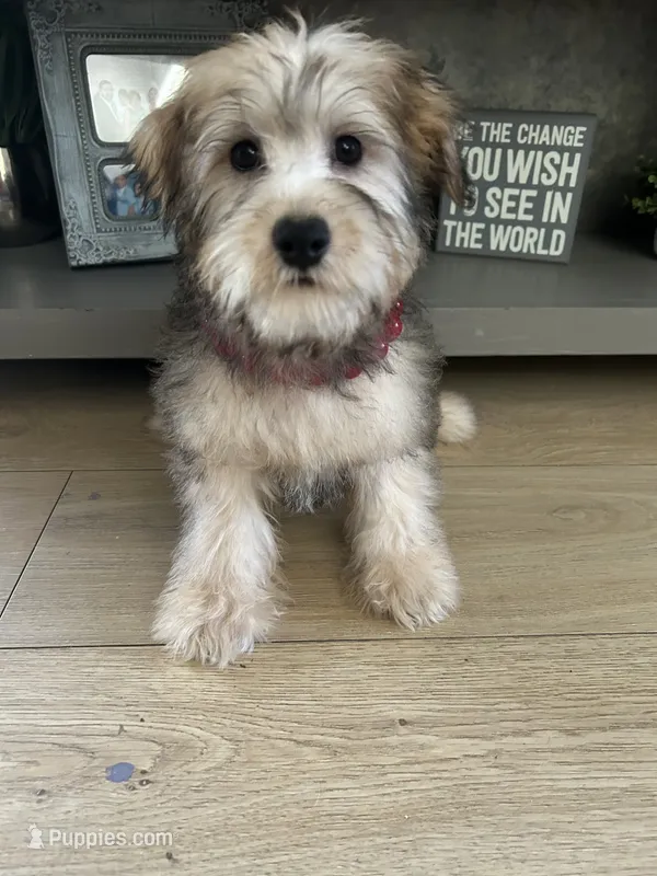 Oreo – Miniature Schnauzer, Poodle - Toy  puppy for sale in Corona, CA
