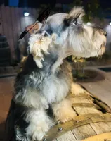 Toby, a male Miniature Schnauzer and Poodle - Miniature  for sale in Corona, CA – 2 of 4