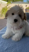 Roxy, a female Miniature Schnauzer for sale in Corona, CA – 4 of 6