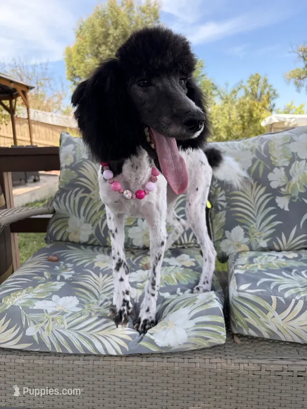 Starlet – Poodle - Standard  puppy for sale in Corona, CA