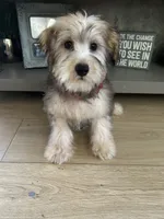 Oreo, a male Miniature Schnauzer and Poodle - Toy  for sale in Corona, CA – 2 of 3