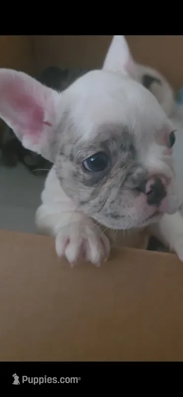 Scarlet – French Bulldog puppy for sale in Corona, CA