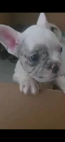 Scarlet, a female French Bulldog for sale in Corona, CA – 1 of 2