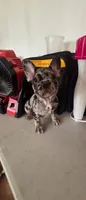 Rox, a male French Bulldog for sale in Corona, CA – 1 of 1