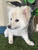 Spark, a  Pomeranian for sale in Corona, CA – Photo 5 of 5