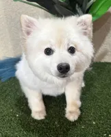 Spark, a  Pomeranian for sale in Corona, CA – Photo 3 of 5