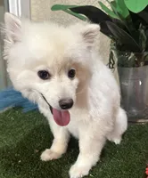 Spark, a  Pomeranian for sale in Corona, CA – Photo 2 of 5