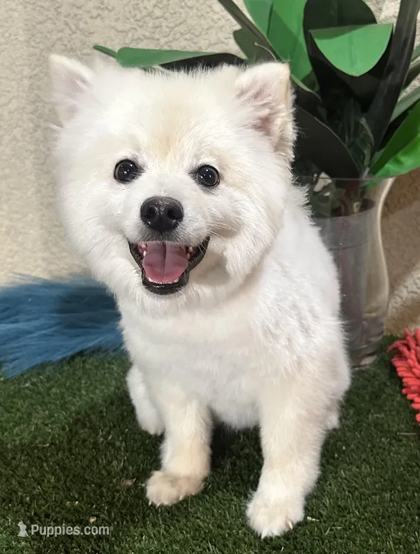 Spark, a  Pomeranian for sale in Corona, CA – Photo 1 of 5