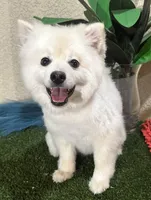 Spark, a  Pomeranian for sale in Corona, CA – Photo 1 of 5