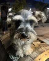 Toby, a male Miniature Schnauzer and Poodle - Miniature  for sale in Corona, CA – 4 of 4