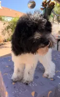 Starlet, a female Soft Coated Wheaten Terrier and Poodle - Standard  for sale in Corona, CA – 5 of 7