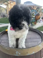 Starlet, a female Soft Coated Wheaten Terrier and Poodle - Standard  for sale in Corona, CA – Photo 5 of 5