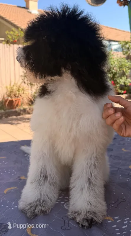 Starlet – Soft Coated Wheaten Terrier, Poodle - Standard  puppy for sale in Corona, CA