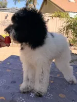 Starlet, a female Soft Coated Wheaten Terrier and Poodle - Standard  for sale in Corona, CA – 3 of 7