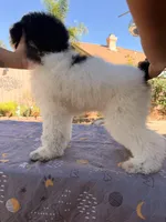 Starlet, a female Soft Coated Wheaten Terrier and Poodle - Standard  for sale in Corona, CA – 7 of 7