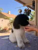 Starlet, a female Soft Coated Wheaten Terrier and Poodle - Standard  for sale in Corona, CA – 6 of 7