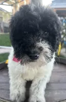 Starlet, a female Soft Coated Wheaten Terrier and Poodle - Standard  for sale in Corona, CA – Photo 2 of 5