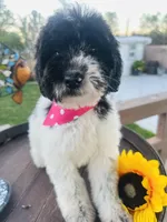 Starlet, a female Soft Coated Wheaten Terrier and Poodle - Standard  for sale in Corona, CA – Photo 4 of 5
