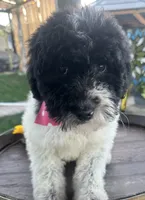 Starlet, a female Soft Coated Wheaten Terrier and Poodle - Standard  for sale in Corona, CA – Photo 1 of 5