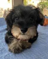 Marvel, a male Miniature Schnauzer for sale in Corona, CA – 4 of 7