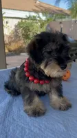 Marvel, a male Miniature Schnauzer for sale in Corona, CA – 2 of 7