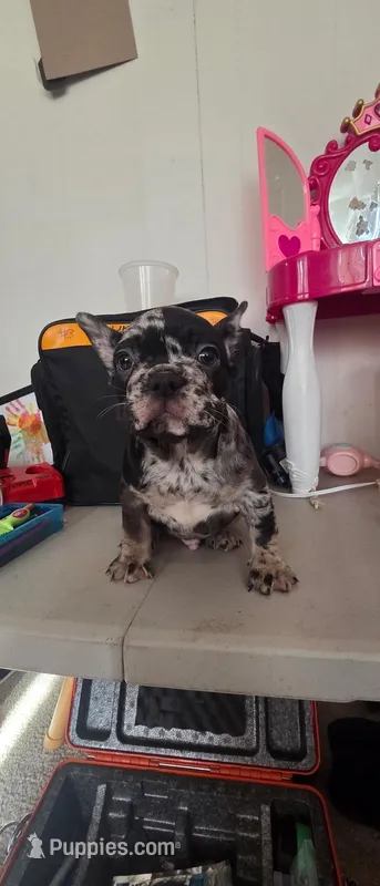 Pepper  – French Bulldog puppy for sale in Corona, CA