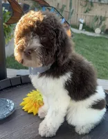 Choco, a male Soft Coated Wheaten Terrier and Poodle - Standard  for sale in Corona, CA – Photo 1 of 6