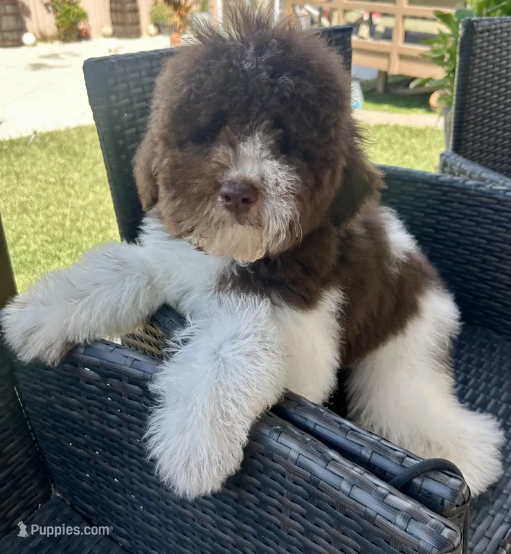Choco – Soft Coated Wheaten Terrier, Poodle - Standard  puppy for sale in Corona, CA