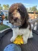 Choco, a male Soft Coated Wheaten Terrier and Poodle - Standard  for sale in Corona, CA – Photo 6 of 6