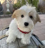 Roxy, a female Miniature Schnauzer for sale in Corona, CA – 2 of 6