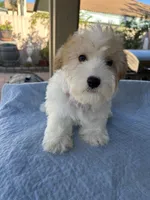 Sake , a female Miniature Schnauzer and Poodle - Toy  for sale in Corona, CA – 2 of 3