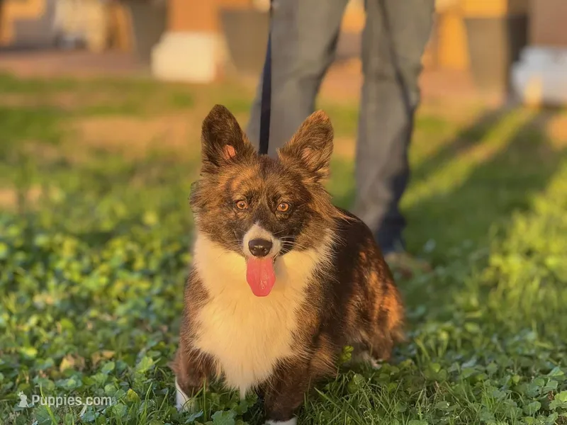 Lassie – Pembroke Welsh Corgi puppy for sale in Corona, CA