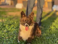 Lassie, a female Pembroke Welsh Corgi for sale in Corona, CA – Photo 1 of 4