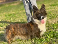 Lassie, a female Pembroke Welsh Corgi for sale in Corona, CA – Photo 2 of 4