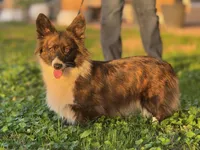 Lassie, a female Pembroke Welsh Corgi for sale in Corona, CA – Photo 3 of 4