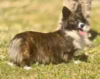 Lassie, a female Pembroke Welsh Corgi for sale in Corona, CA – Photo 4 of 4
