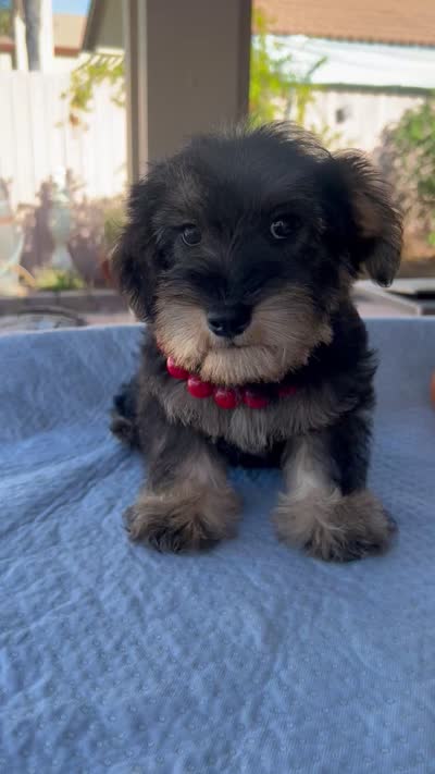 Marvel, a male Miniature Schnauzer for sale in Corona, CA – 7 of 7