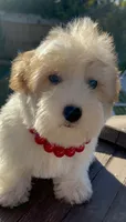 Sake , a female Miniature Schnauzer and Poodle - Toy  for sale in Corona, CA – 1 of 3