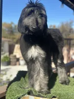 Max, a male Afghan Hound for sale in Corona, CA – Photo 4 of 6