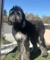 Max, a male Afghan Hound for sale in Corona, CA – Photo 2 of 6