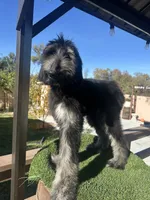 Max, a male Afghan Hound for sale in Corona, CA – Photo 6 of 6