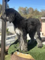 Max, a male Afghan Hound for sale in Corona, CA – Photo 5 of 6