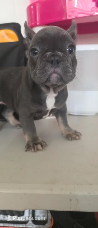 Bella – French Bulldog puppy for sale in Corona, CA
