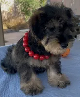 Marvel, a male Miniature Schnauzer for sale in Corona, CA – 3 of 7