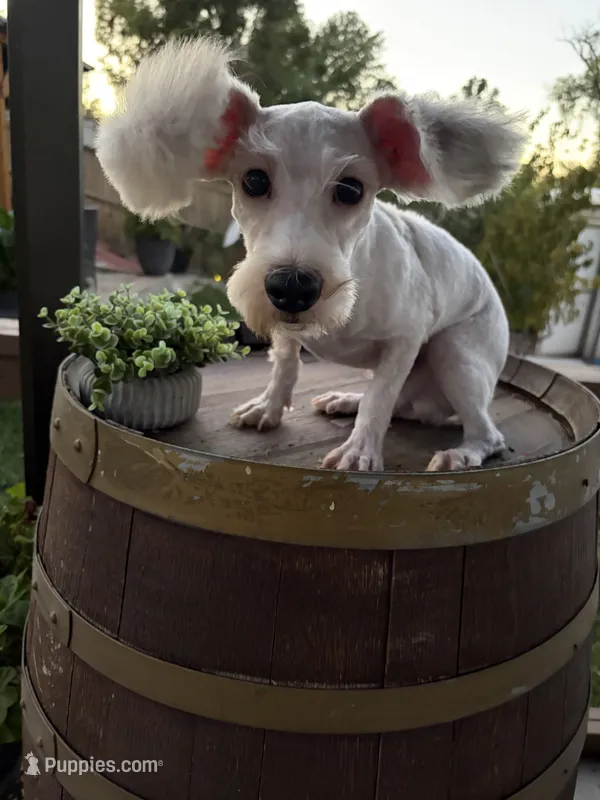 Toby – Miniature Schnauzer, Poodle - Miniature  puppy for sale in Corona, CA