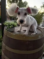 Toby, a male Miniature Schnauzer and Poodle - Miniature  for sale in Corona, CA – 1 of 2