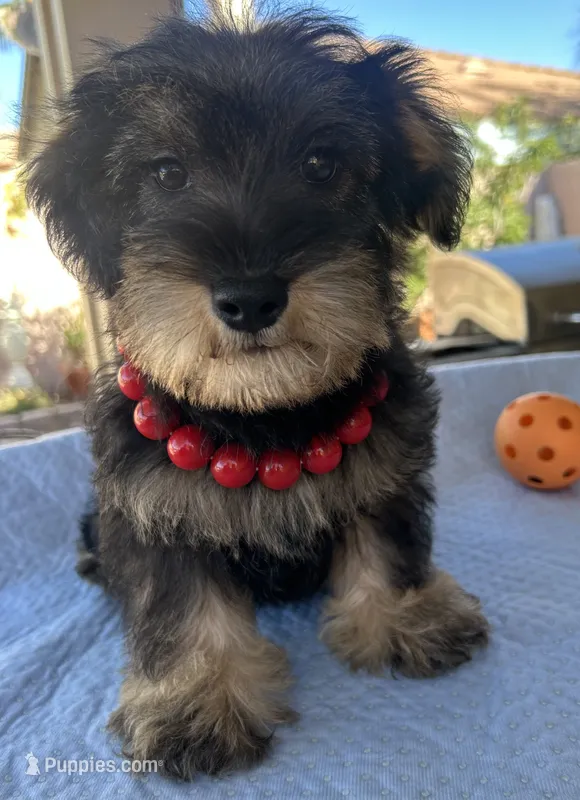 Marvel – Miniature Schnauzer puppy for sale in Corona, CA