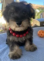 Marvel, a male Miniature Schnauzer for sale in Corona, CA – 1 of 7