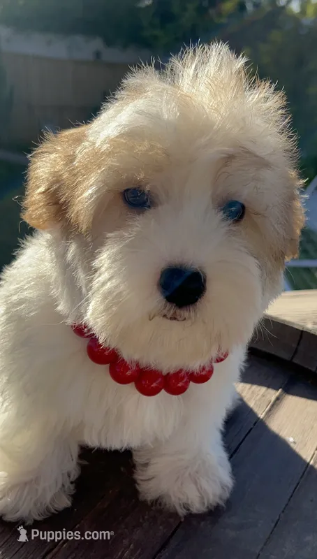 Roxy – Miniature Schnauzer puppy for sale in Corona, CA