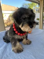 Marvel, a male Miniature Schnauzer for sale in Corona, CA – 5 of 7
